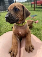 Štěňata Rhodéský  Ridgeback