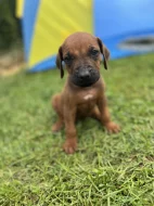 Štěňata Rhodéský  Ridgeback