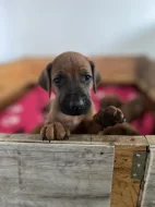 Štěňata Rhodéský  Ridgeback