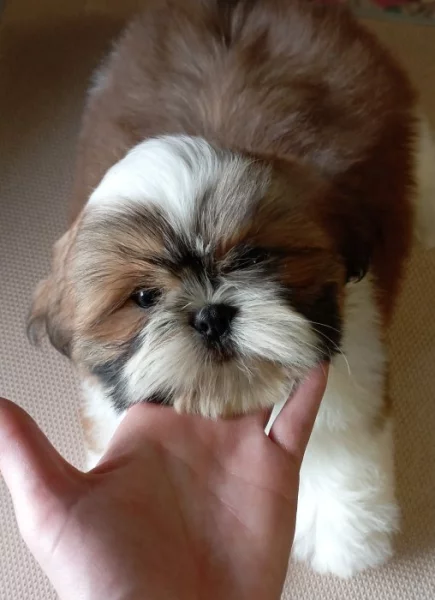 Štěňátka Shih-tzu s PP (shi-tzu, shihtzu)