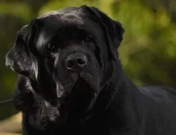 Labradorský Retriever s PP