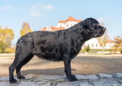 Labradorský Retriever s PP