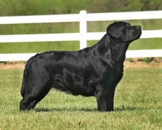 Labradorský Retriever s PP