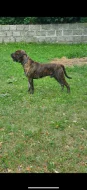 Bandog