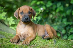 Štěně Rhodéský Ridgeback s PP