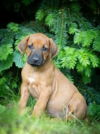 Štěně Rhodéský Ridgeback s PP