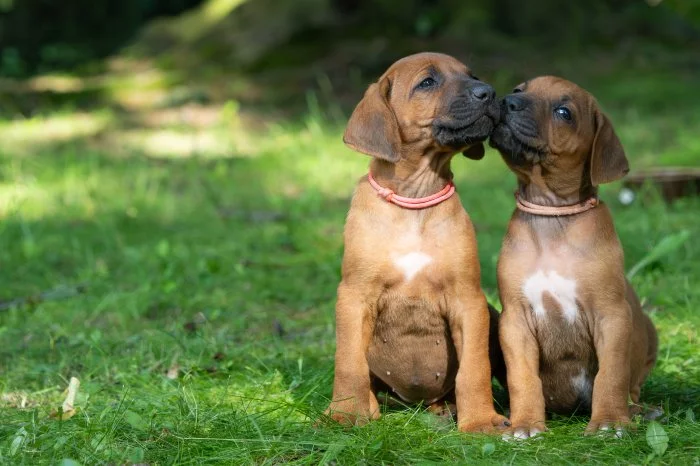 Štěně Rhodéský Ridgeback s PP