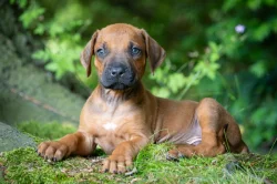 Štěně Rhodéský Ridgeback s PP