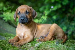 Štěně Rhodéský Ridgeback s PP