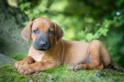 Štěně Rhodéský Ridgeback s PP