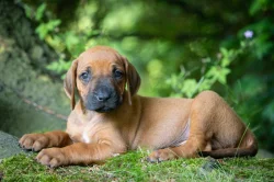 Štěně Rhodéský Ridgeback s PP