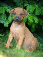 Štěně Rhodéský Ridgeback s PP