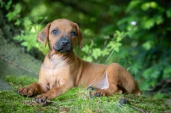 Štěně Rhodéský Ridgeback s PP