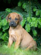 Štěně Rhodéský Ridgeback s PP