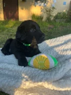 Flat Coated Retriver