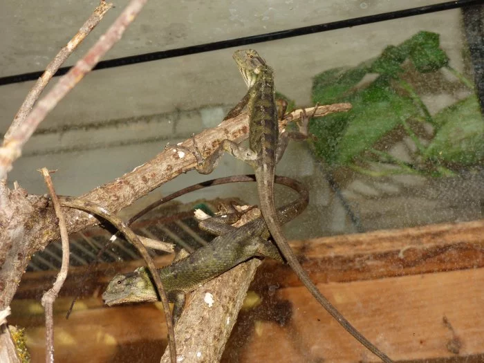 Lepoještěr pestrý (Calotes versicolor) 1,1