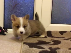 Štěňata welsh corgi Pembroke.