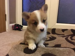 Štěňata welsh corgi Pembroke.