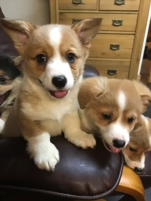 Štěňata welsh corgi Pembroke.