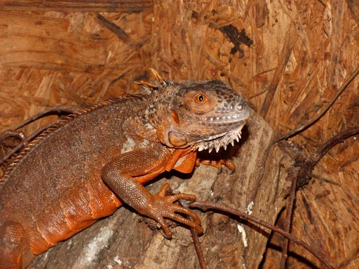 Červený leguán (Iguana iguana)