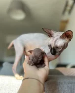 Koťátka Kanadský Sphynx