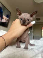 Koťátka Kanadský Sphynx