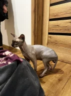 Koťátka Kanadský Sphynx