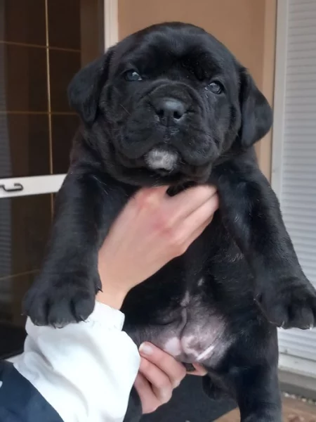 Cane corso štěňátka bez pp