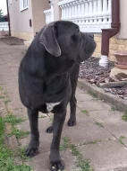 Cane corso štěňátka bez pp