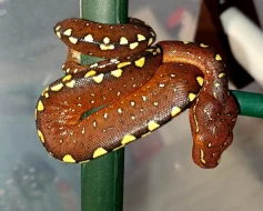 Morelia viridis