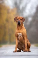 Rhodéský ridgeback s PP