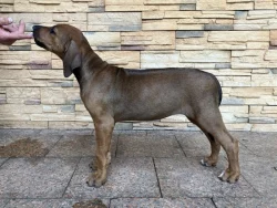 Rhodéský ridgeback s PP