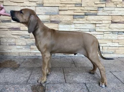 Rhodéský ridgeback s PP