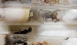 Mravenec akrobat (Crematogaster scutellaris)