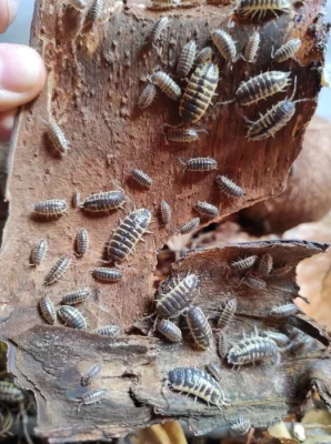 Porcellio ornatus yellow