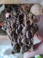 Porcellio ornatus yellow