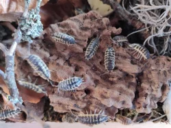 Porcellio ornatus yellow