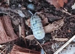 Armadillidium vulgare magic potion