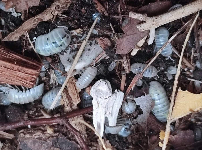 Armadillidium vulgare magic potion