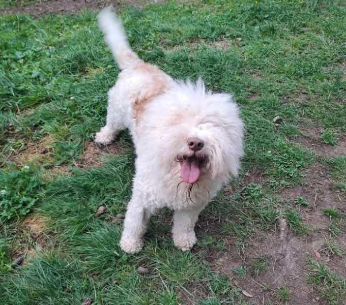 2 roky fenka Lagotto Romagnolo s PP ZDARMA