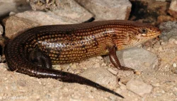 Scink TRACHYLEPIS BREVICOLLIS