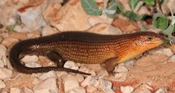 Scink TRACHYLEPIS BREVICOLLIS