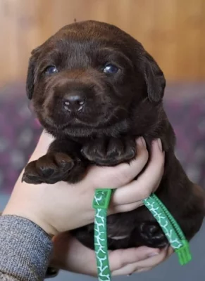 Štěňata labradoodle