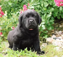 Labradorský Retriever s PP