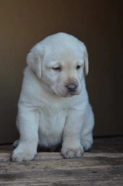 Žlutý pejsek Labradora