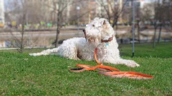 Štěňata - Irish Soft Coated Wheaten Terrier