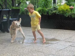 Štěňata - Irish Soft Coated Wheaten Terrier