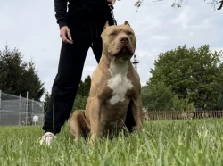 American Bully XL