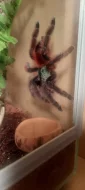 Caribena (ex. Avicularia) Versicolor