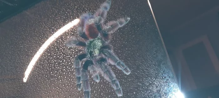 Caribena (ex. Avicularia) Versicolor